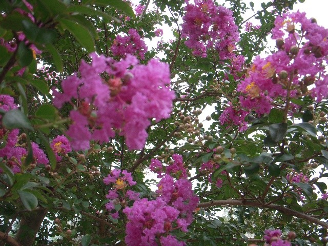赤紫花1