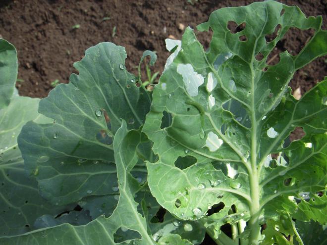 キャベツ2