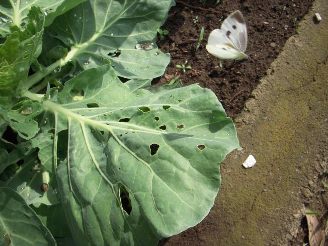 キャベツとモンシロチョウ