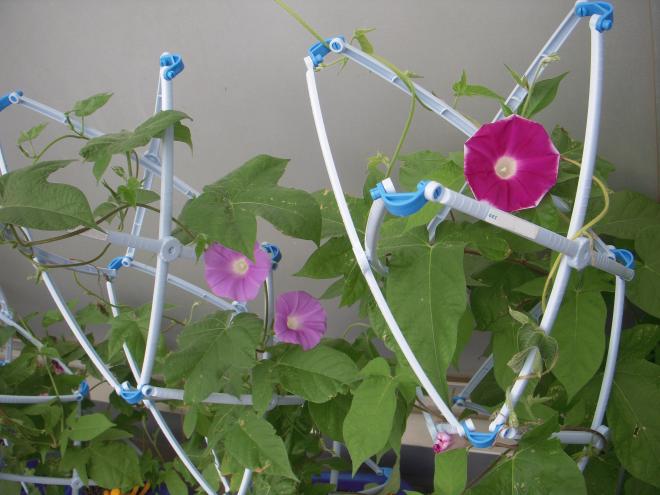 咲いたアサガオ1