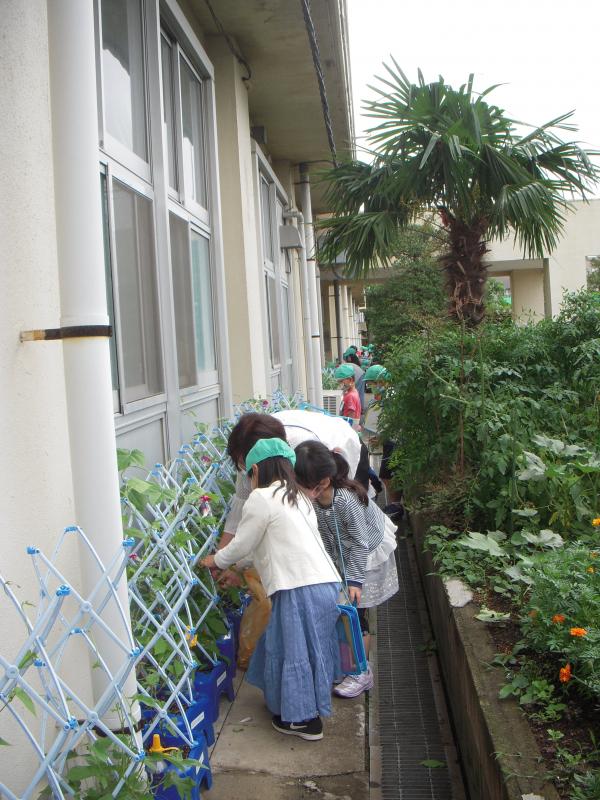 咲いたアサガオ2