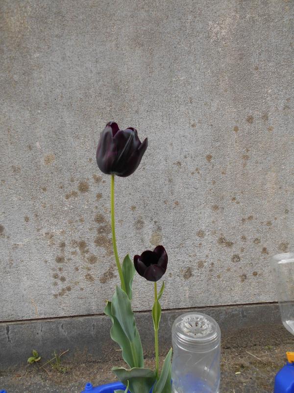黒いチューリップ