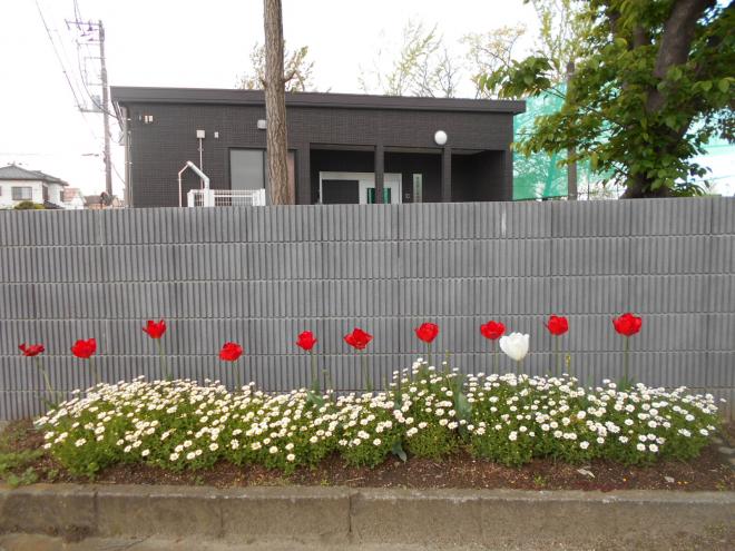 チューリップ列