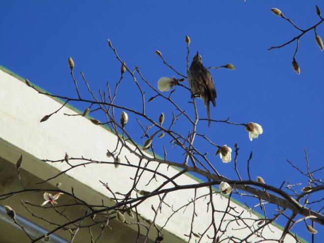 ヒヨドリとコブシ1