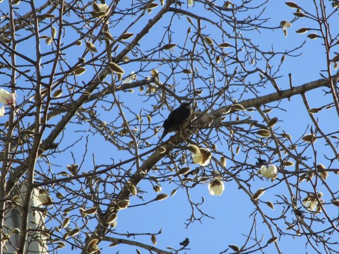 ヒヨドリとコブシ2