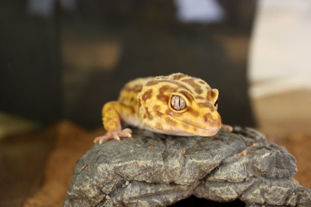 生物学部の活動の様子