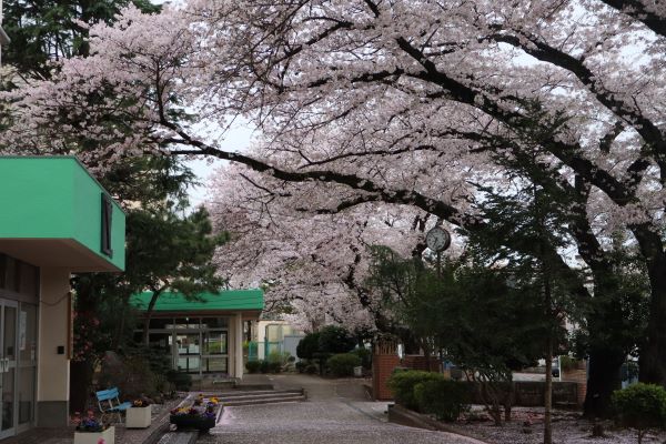 さくら校舎2