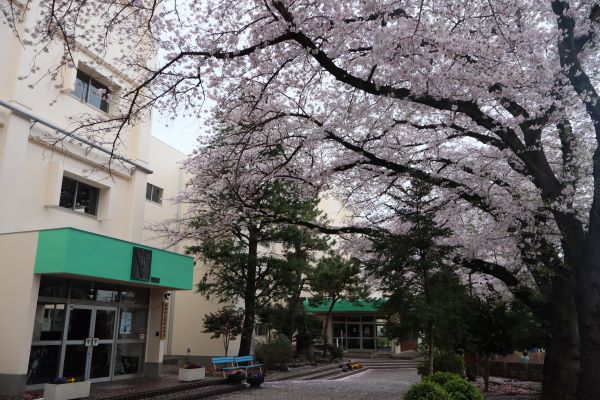 さくら校舎1