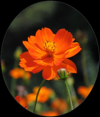 キバナコスモス