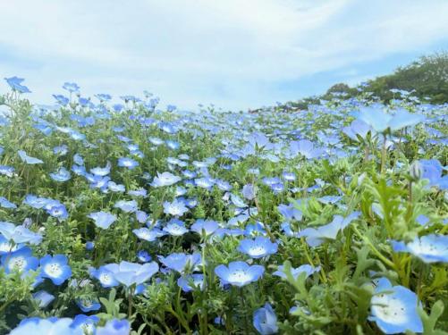 Nemophila
