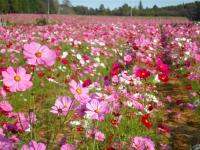 富田コスモス
