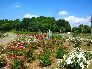 中田野バラ園