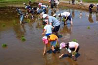 下田お米作り（田植え）