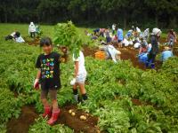 富田（じゃがいも）