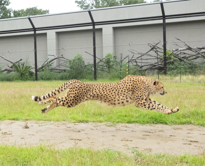 千葉市動物公園にチーターとブチハイエナ展示場がオープン