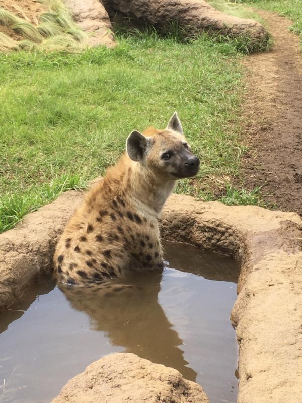 千葉市動物公園にチーターとブチハイエナ展示場がオープン