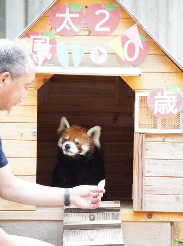 第3位 千葉市動物公園のレッサーパンダ「風田」が20歳を迎える（7月5日）-1