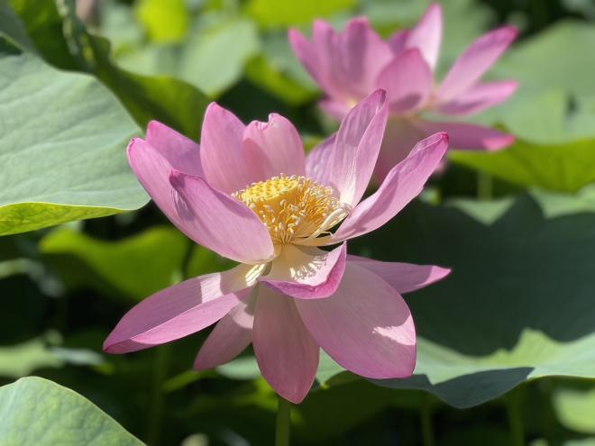 大賀ハスまつり開会セレモニー