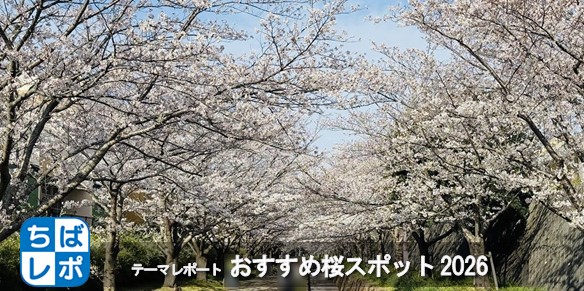 ちばレポテーマレポート「おすすめ桜スポット2026」のお知らせ画像。