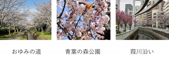 おすすめ桜スポット2025の例