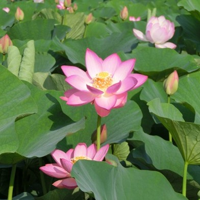 オオガハスの画像