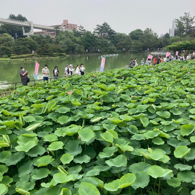 大賀ハスまつり2