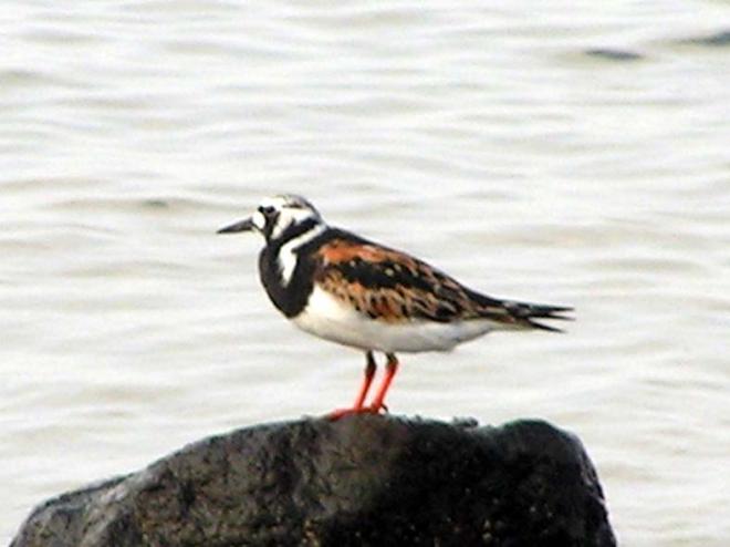 キョウジョシギ