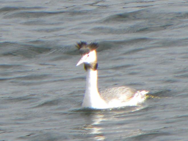 カンムリカイツブリ