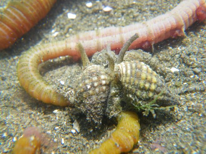 アラムシロガイ