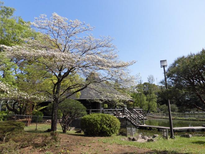 4月19日ハナミズキ