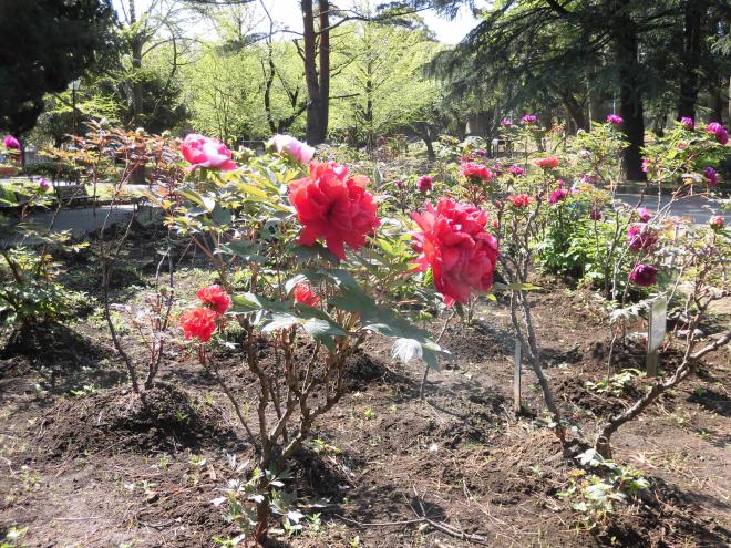 牡丹園