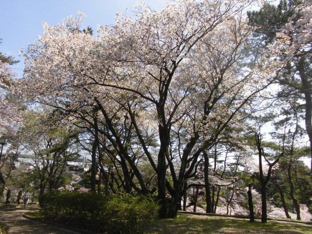 桜4