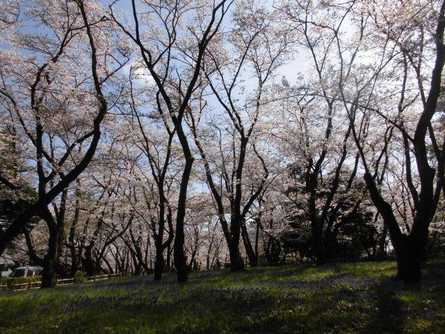 お花見広場