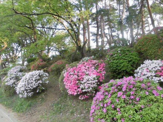 荒木山のツツジ