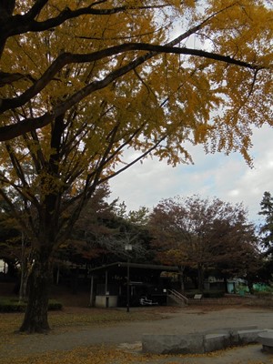 H281129大イチョウ