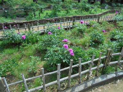 H290512シャクヤク