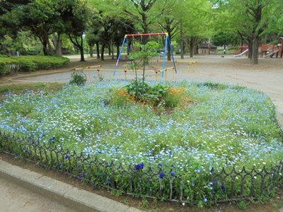 H290517ネモフィラ