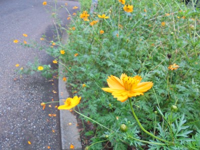 280831コスモス
