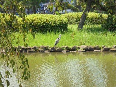 280831池とサギ