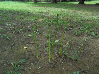 H280912ヒガンバナ