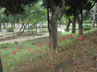 H280921ヒガンバナ1