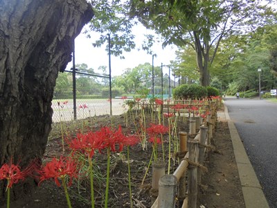 H280921ヒガンバナ2