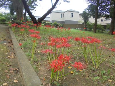 H280921ヒガンバナ3