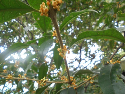 H280928キンモクセイ