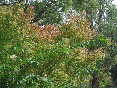 H280928ケヤキ紅葉