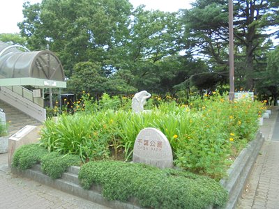 H290901キバナコスモス