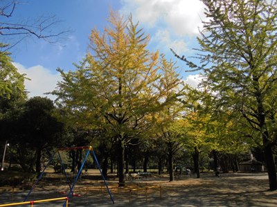 H281018遊具広場イチョウ