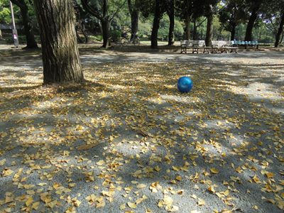 H281018イチョウ地面