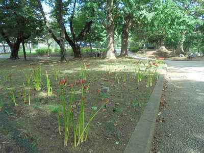 H290911ヒガンバナ全体