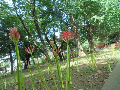 H290911ヒガンバナ拡大